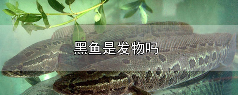 黑魚(yú)是發(fā)物嗎